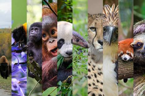 Wildlife conservation projects around the world