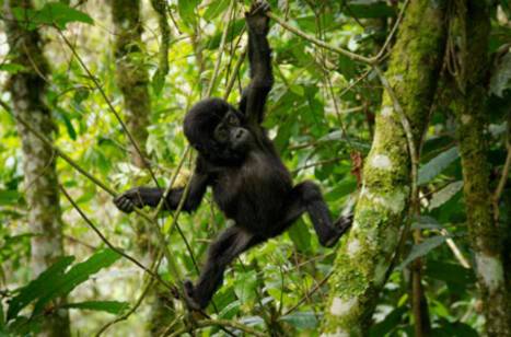 Baby Gorilla in the trees