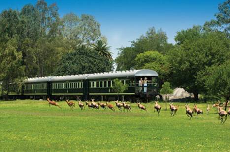 Springbok running across a rail track in front of the Rovos Rail