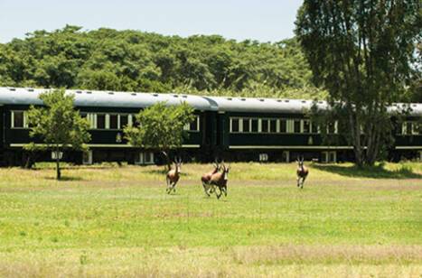 Springbok running away from Rovos Rail as it pulls into the station