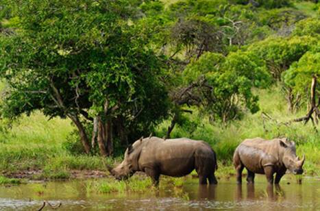 Two white rhinos at a watering hole
