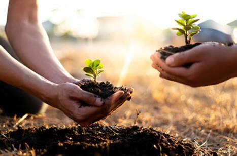 ROL Cruise partners with More Trees | ROL Cruise Blog