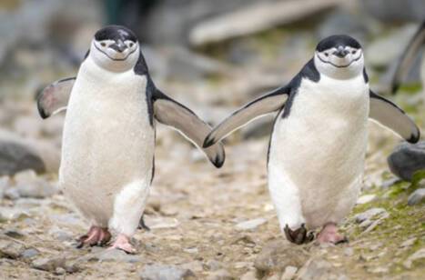Two chinstrap penguins in Antarctica