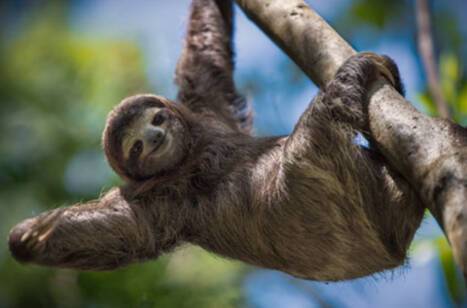10 facts about sloths | ROL Cruise Blog