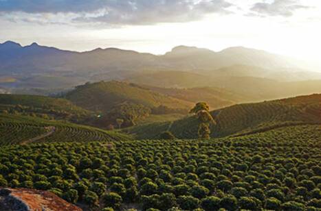 Where to get the best coffee in the world | ROL Cruise Blog