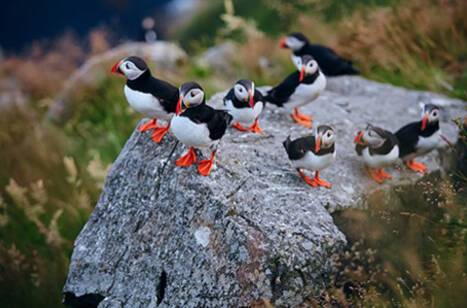 Wildlife of Norway | ROL Cruise