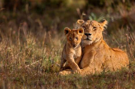 A lion and her cub