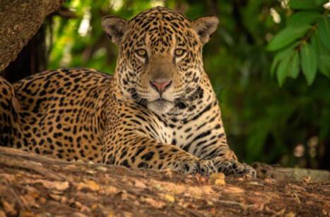 Wildlife of the Amazon | ROL Cruise Blog