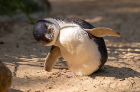 A closeup of a little blue penguin