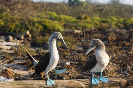 Two Blue-Footed Boobies on the Galapagos Islands