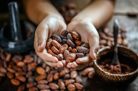 Hands holding cacao beans