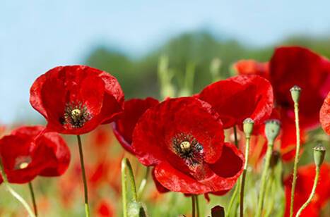 £3,000 raised for the Royal British Legion | ROL Cruise Blog