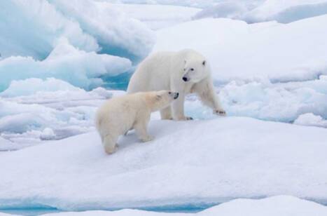 Wildlife of Greenland | ROL Cruise Blog