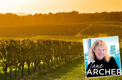 The sun rising over a Bordeaux vineyard
