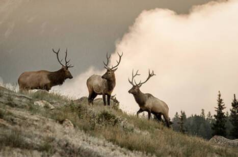5 tips for wildlife watching in the Canadian Rockies | ROL Cruise Blog