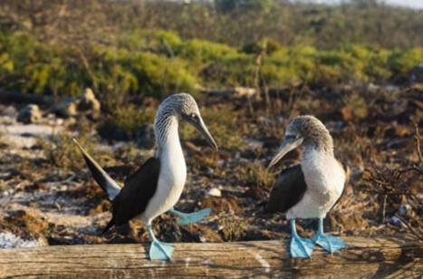 Unique Galapagos Islands cruise experiences | ROL Cruise Blog