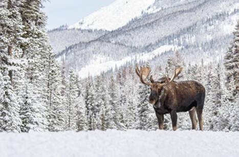 Wildlife of Canada | ROL Cruise Blog