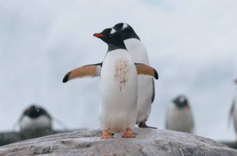 A beginner's guide to expedition cruises | ROL Cruise Blog