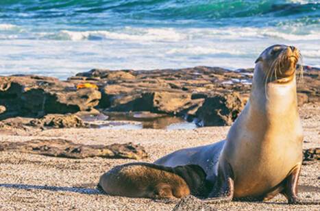 A Galapagos sea lion and her pup