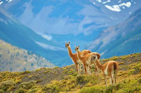 Three guanaco's looking out over their kingdom