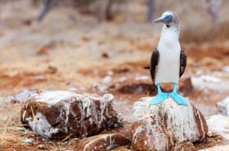 The best time to cruise to the Galápagos Islands | ROL Cruise Blog