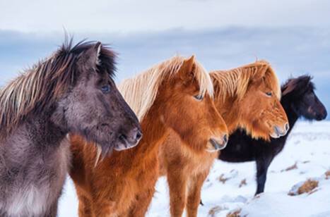 A group of Icelandic horses