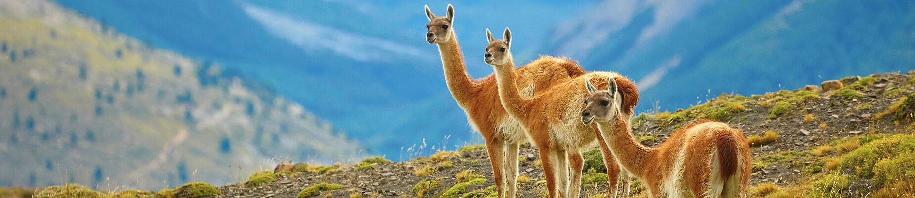 Three guanaco's looking out over their kingdom