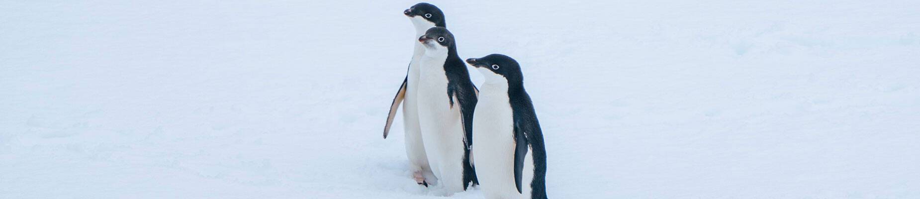 Penguins in Antarctica