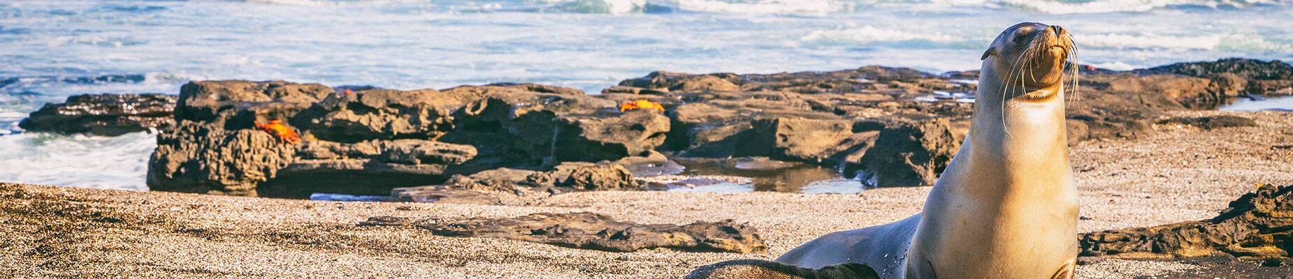 A Galapagos sea lion and her pup