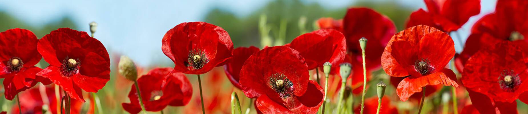 Royal British Legion’s Poppy Appeal 2020