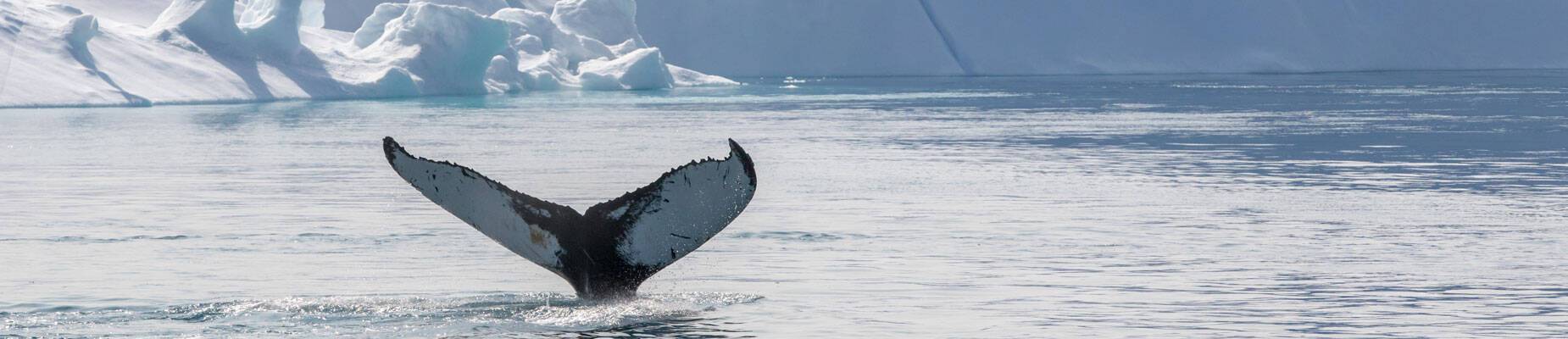 Panoramic image of a humpback whale's tail in Greenland