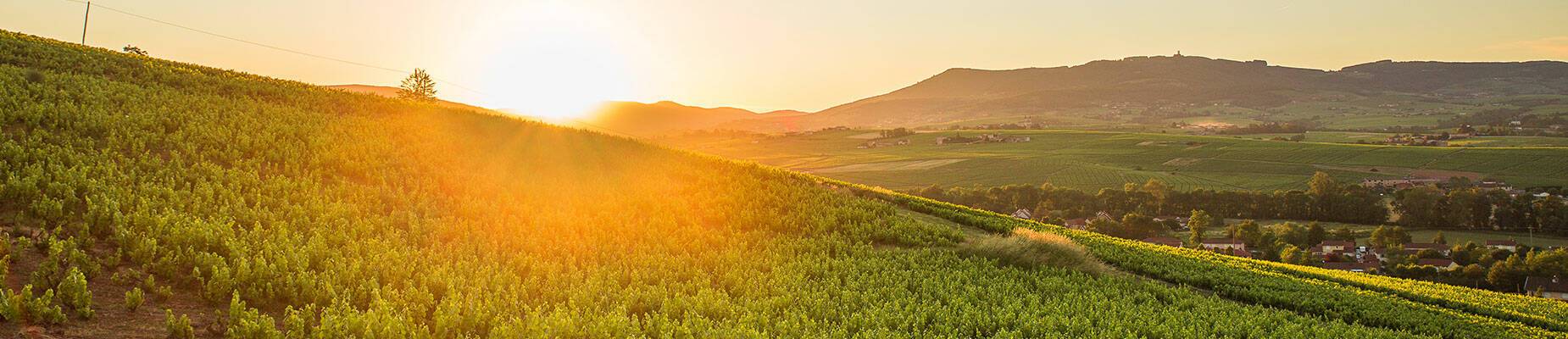 View of the Beaujolais region