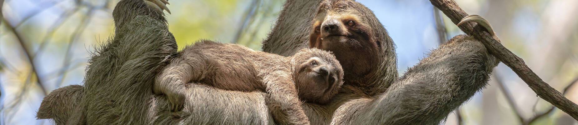 Sloth mother and baby hanging in a tree