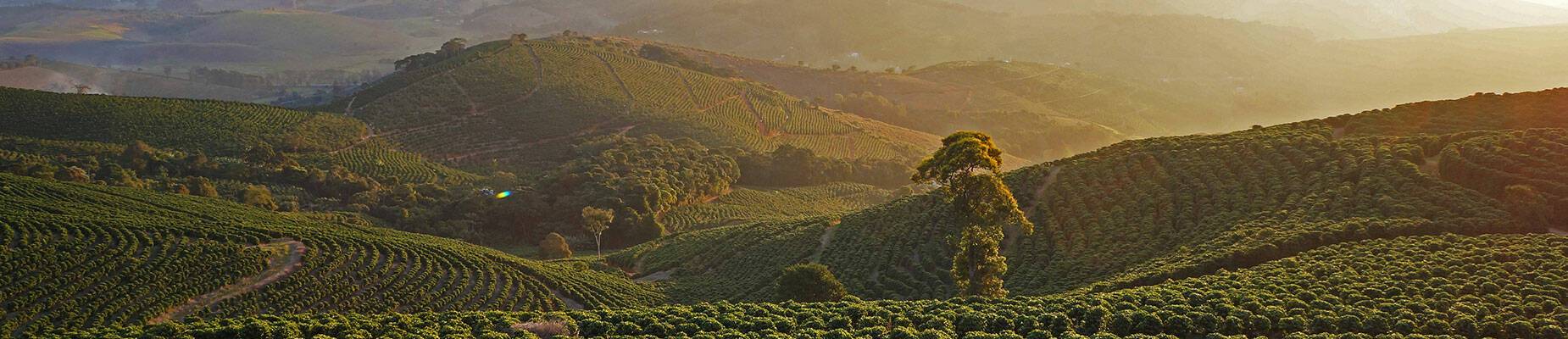 Coffee crop in Brazil