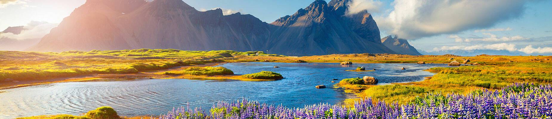Blooming lupine flowers in Iceland