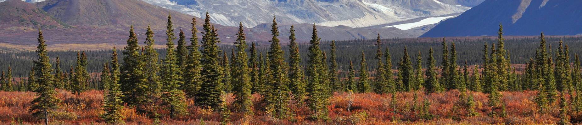 How To Survive In The Alaskan Wilderness | ROL Cruise