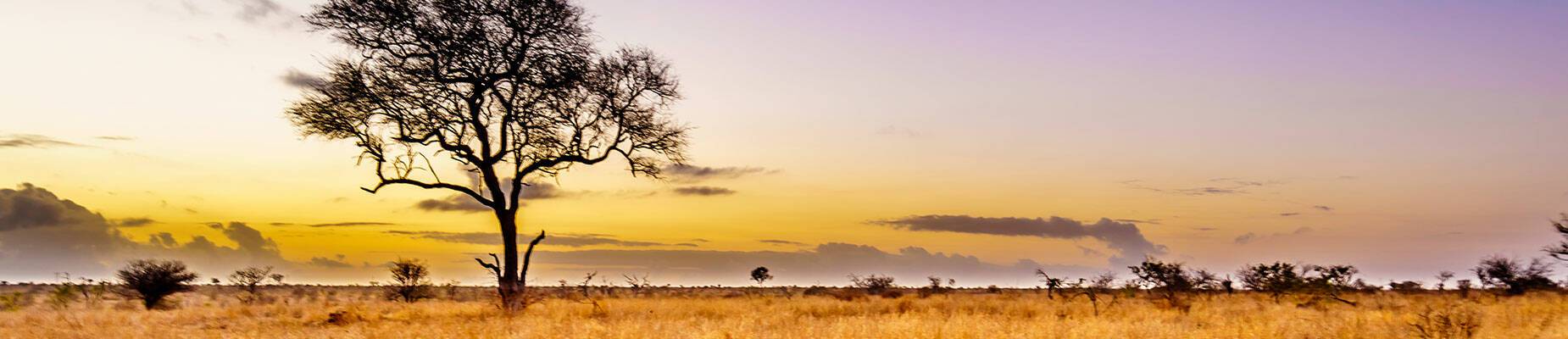 Sunrise over the savanna