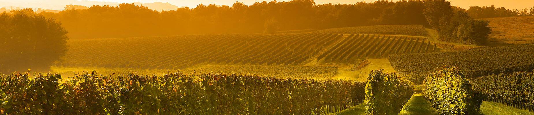 The sun rising over a Bordeaux vineyard