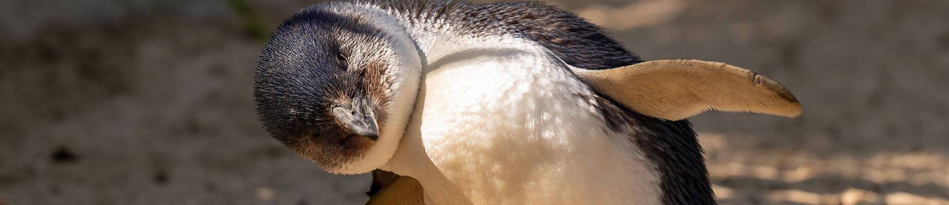 A closeup of a little blue penguin