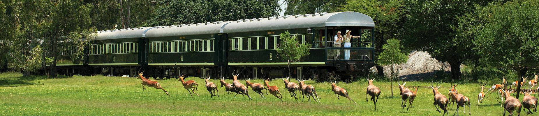 Springbok running across a rail track in front of the Rovos Rail