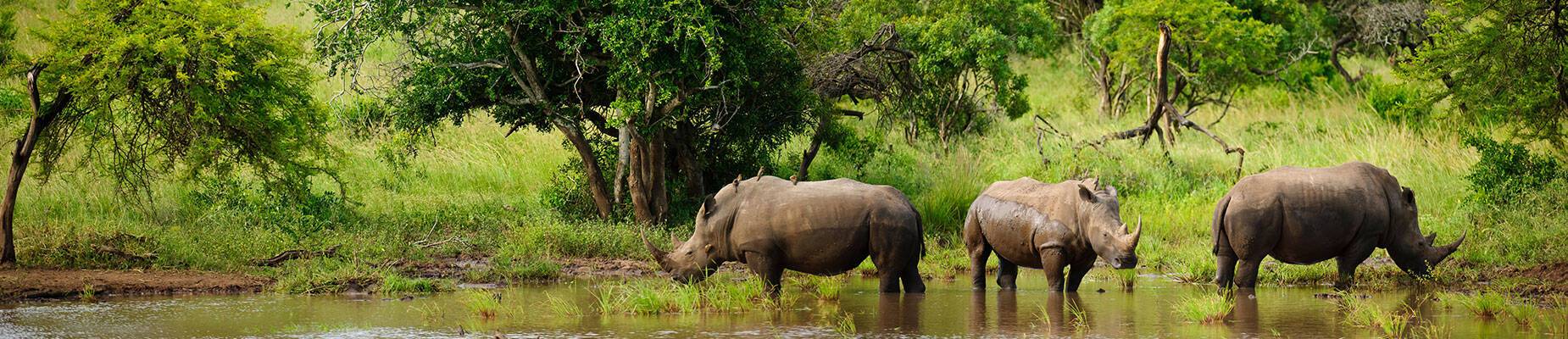 Three white rhinos at a watering hole