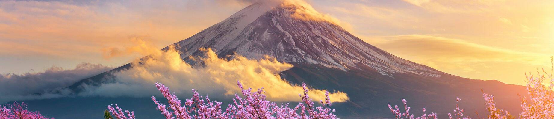 Panoramic image of Mount Fuji in the spring with cherry blossoms blooming