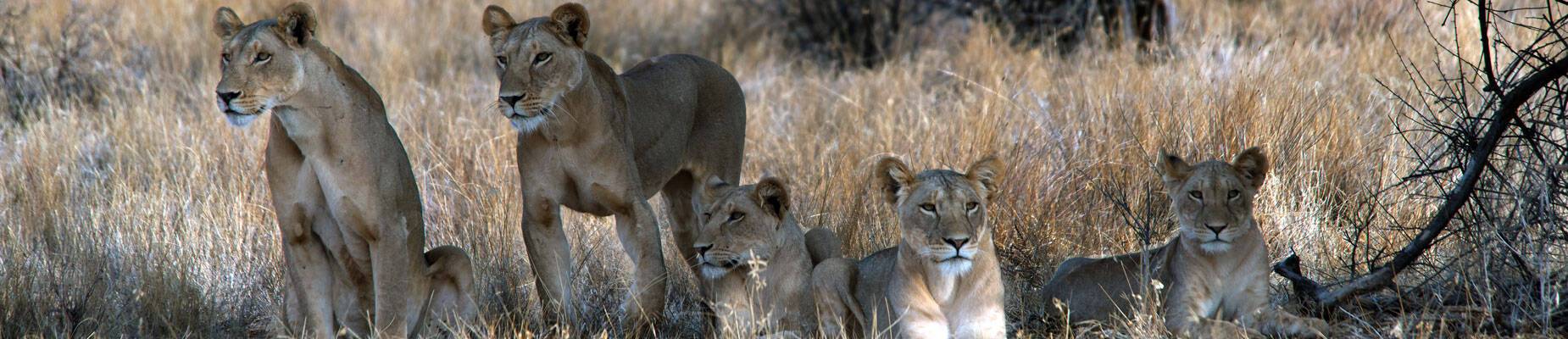 A pride of lions in the shade