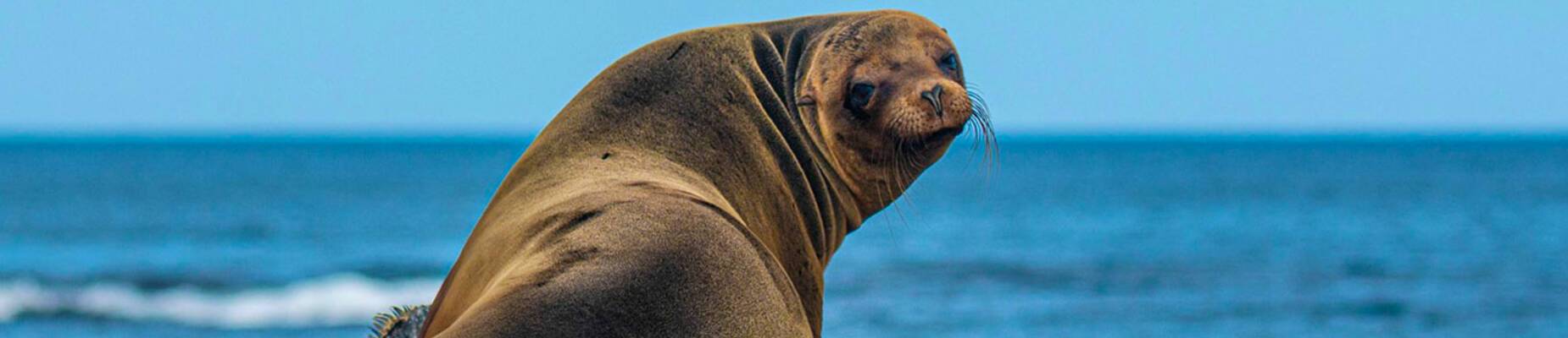 Galapagos Sea Lion, Galapagos Islands