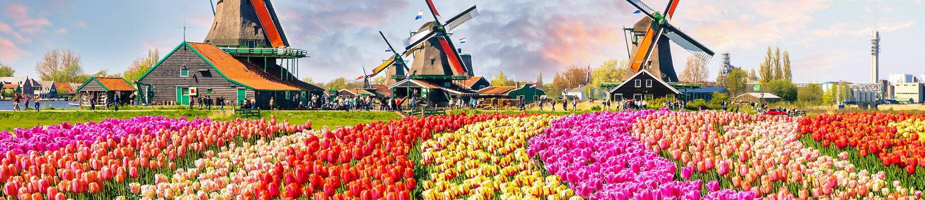 Netherlands landscape with tulips and traditional Dutch windmills