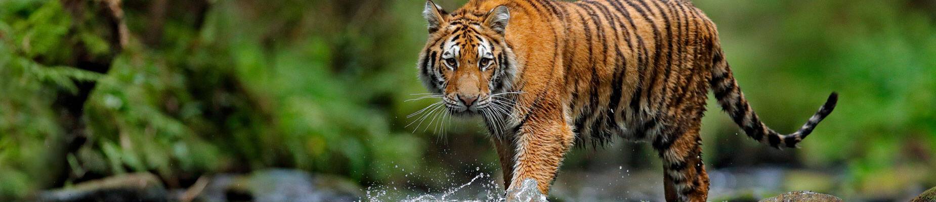 Panoramic image of an Amur tiger