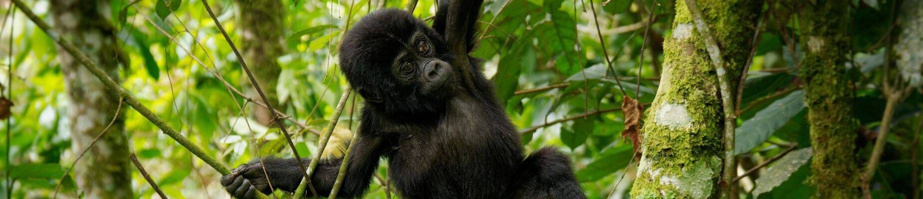Baby Gorilla in the trees