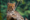 View Cruise2025 5★ South America & Caribbean Ft. AmazonDeal