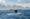 The best whale watching cruises | ROL Cruise Blog