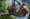 10 facts about sloths | ROL Cruise Blog